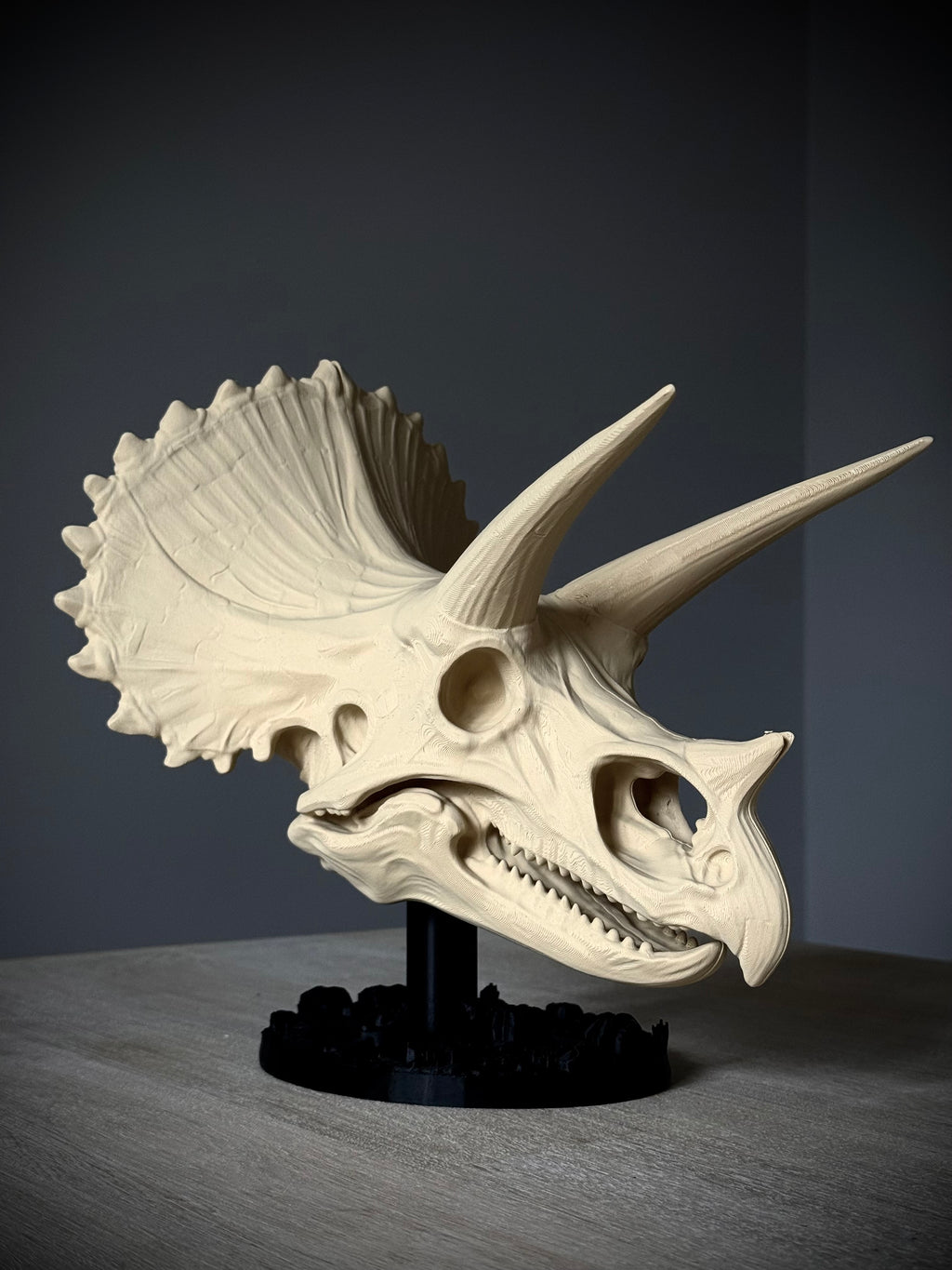 Triceratops Schädel mit Fossil-Ständer