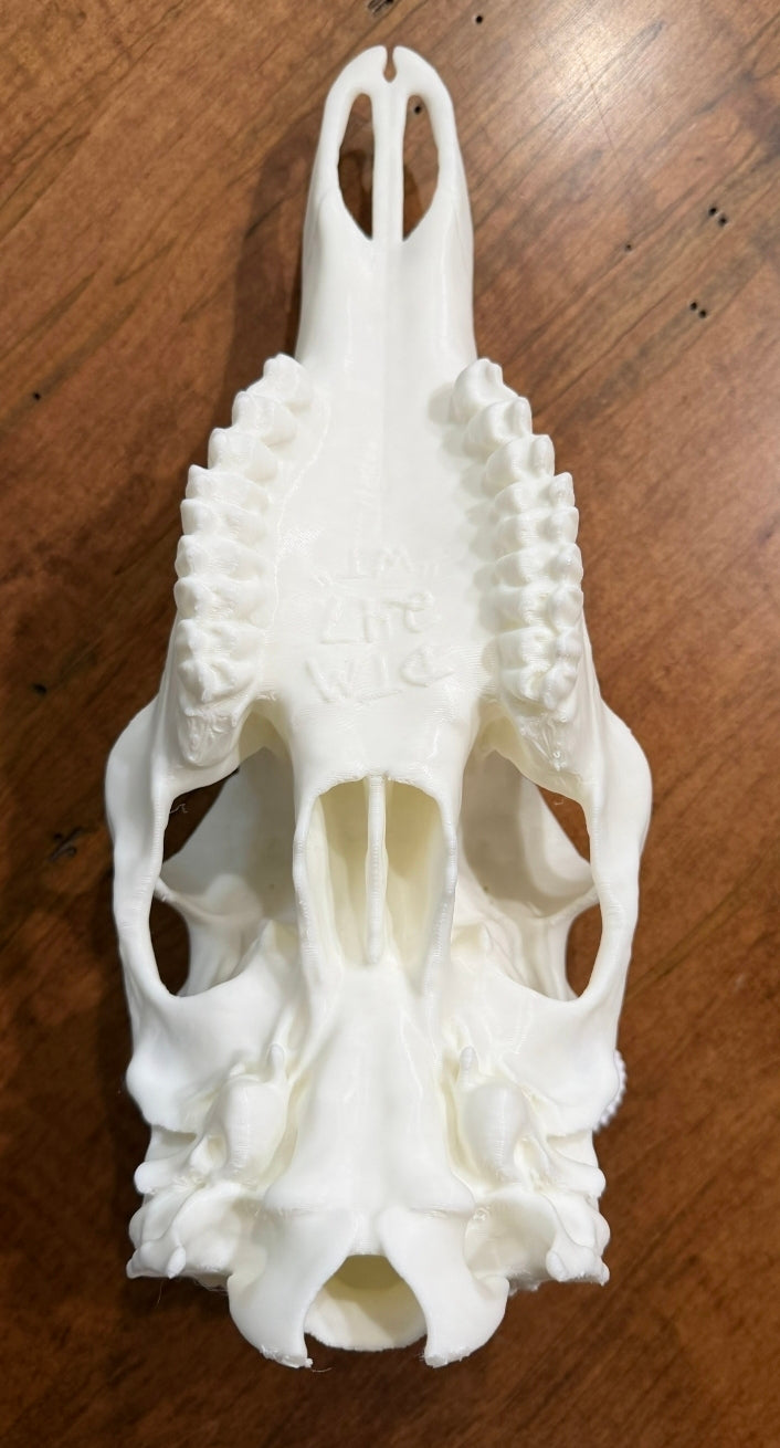 Hirschschädel Replik Wanddeko Variante 46