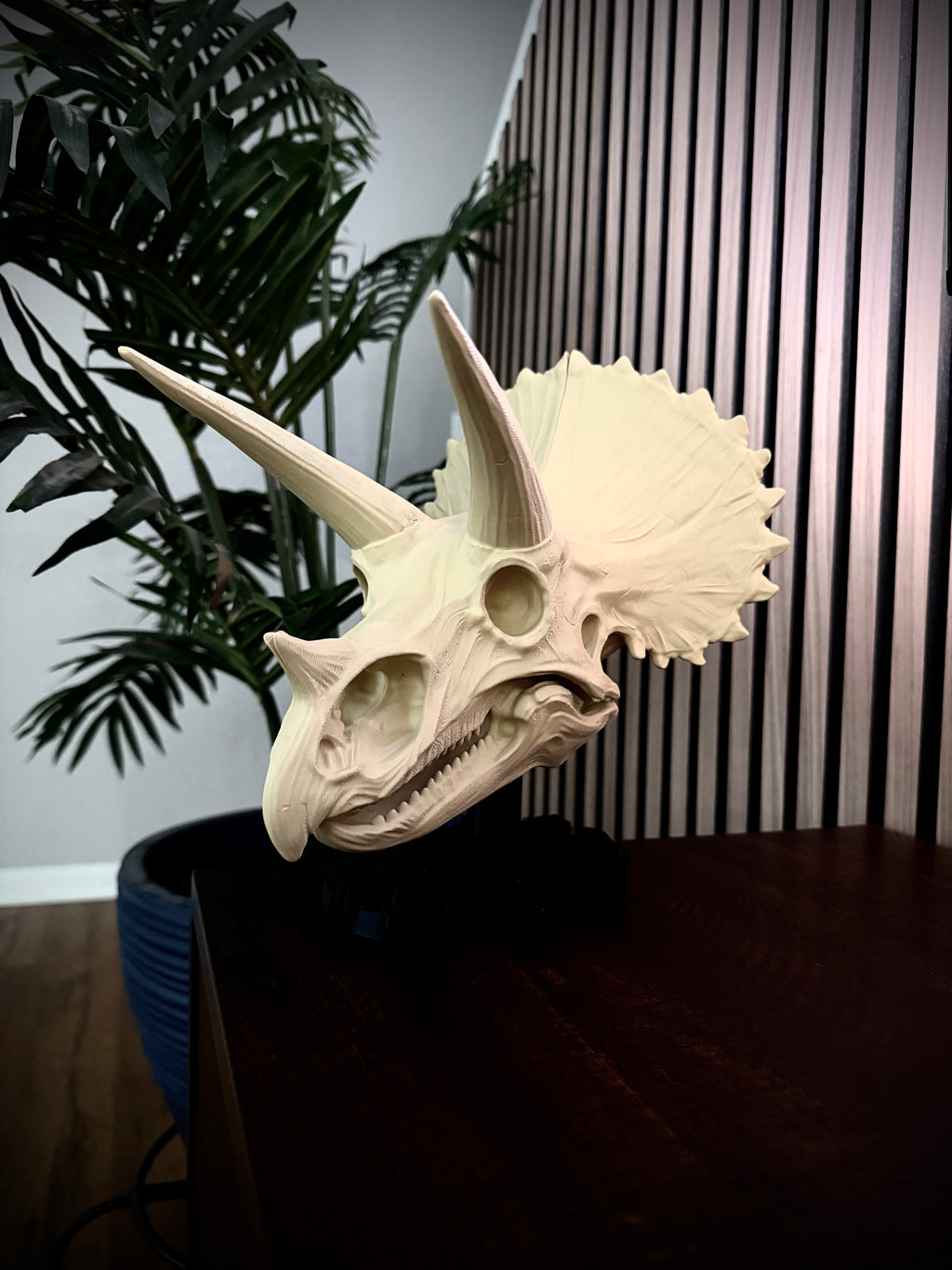 Triceratops Schädel mit Fossil-Ständer