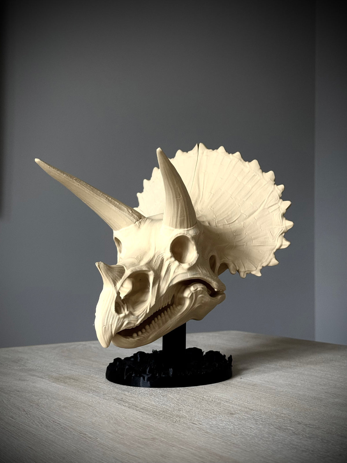 Triceratops Schädel mit Fossil-Ständer