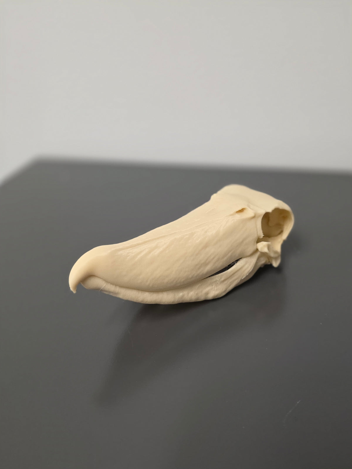 Schuhschnabel Schädel Replik zweiteilig