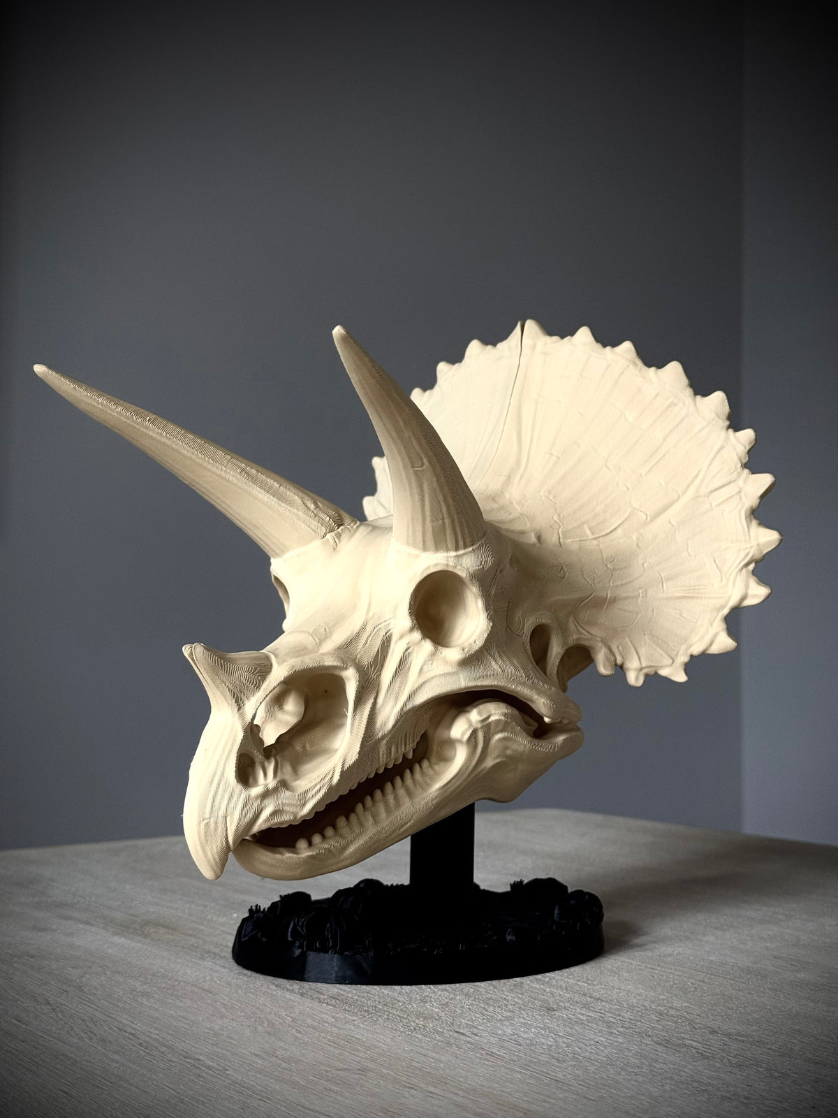 Triceratops Schädel mit Fossil-Ständer