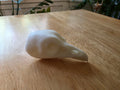 Kragenhuhn Kopf Präparat-Optik