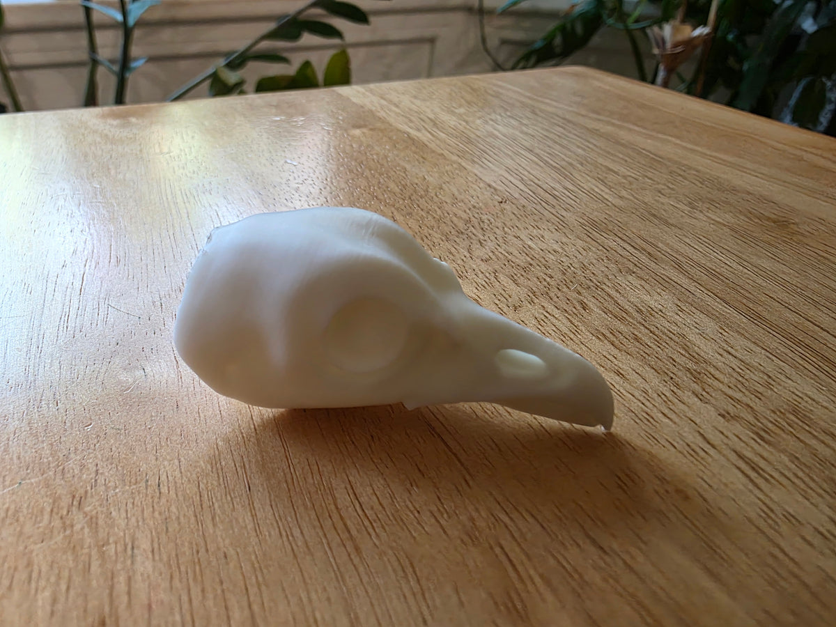 Kragenhuhn Kopf Präparat-Optik