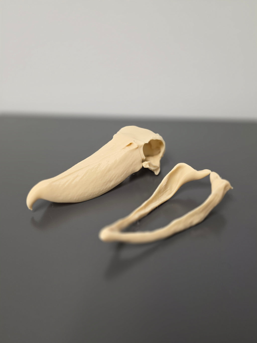Schuhschnabel Schädel Replik zweiteilig