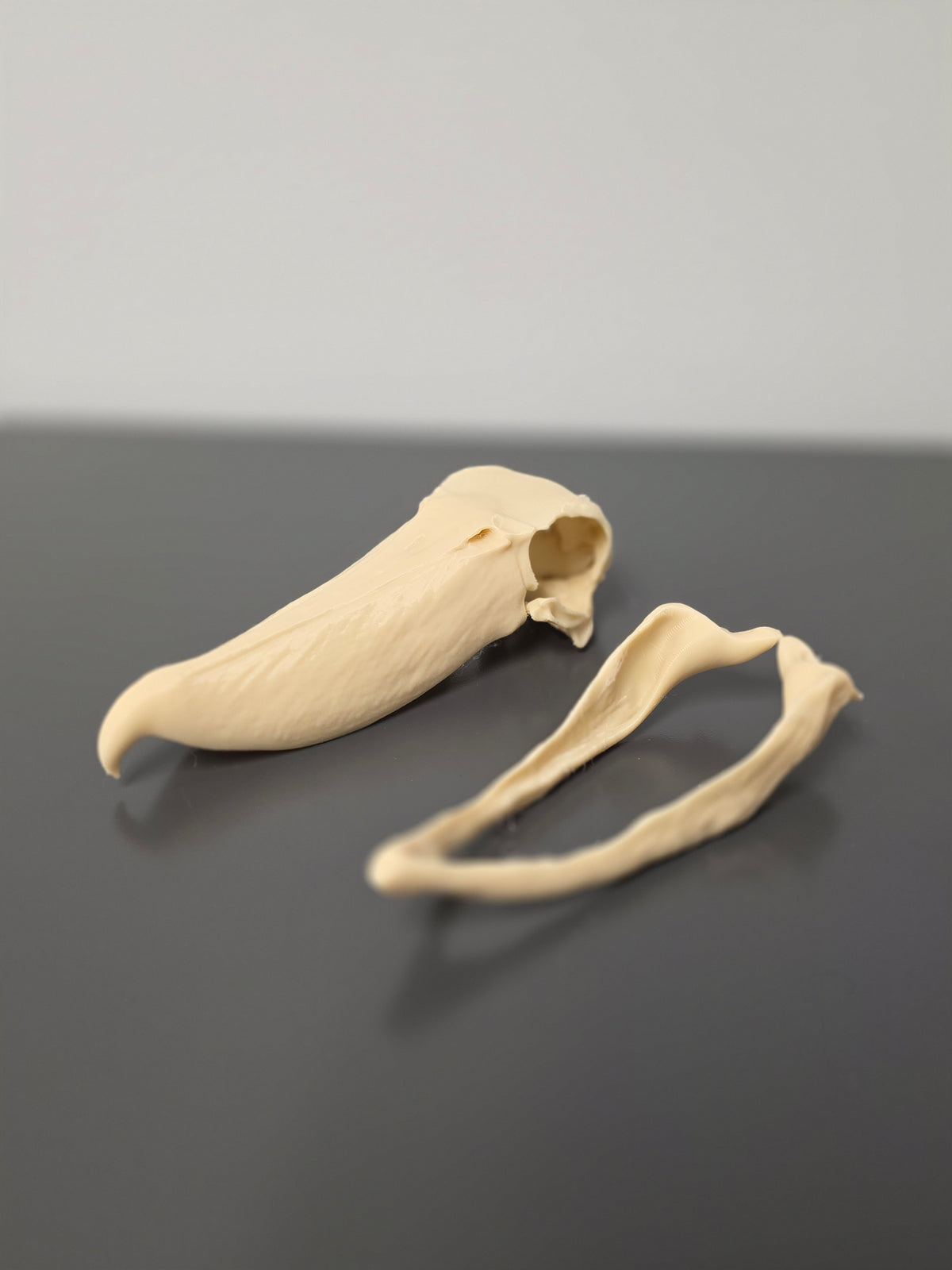 Schuhschnabel Schädel Replik zweiteilig