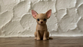 Schlüsselanhänger Chihuahua Taschenanhänger