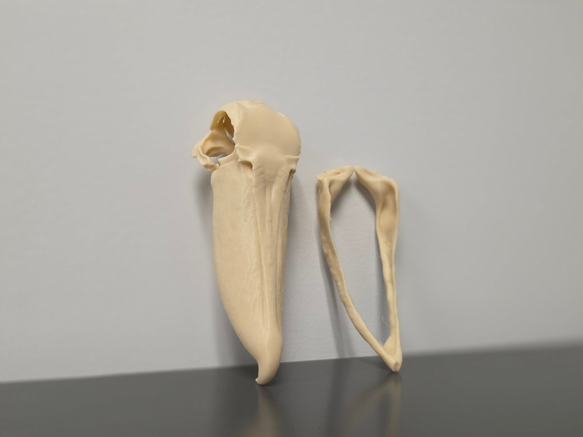 Schuhschnabel Schädel Replik zweiteilig