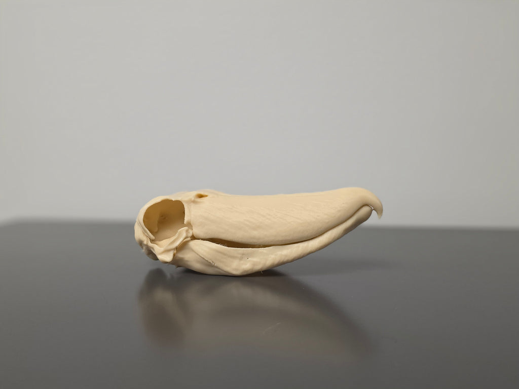 Schuhschnabel Schädel Replik zweiteilig
