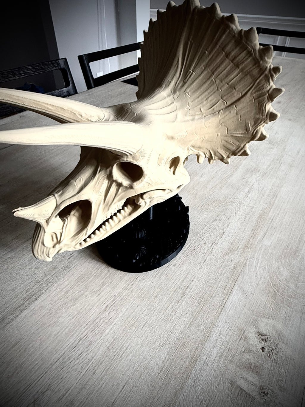 Triceratops Schädel mit Fossil-Ständer