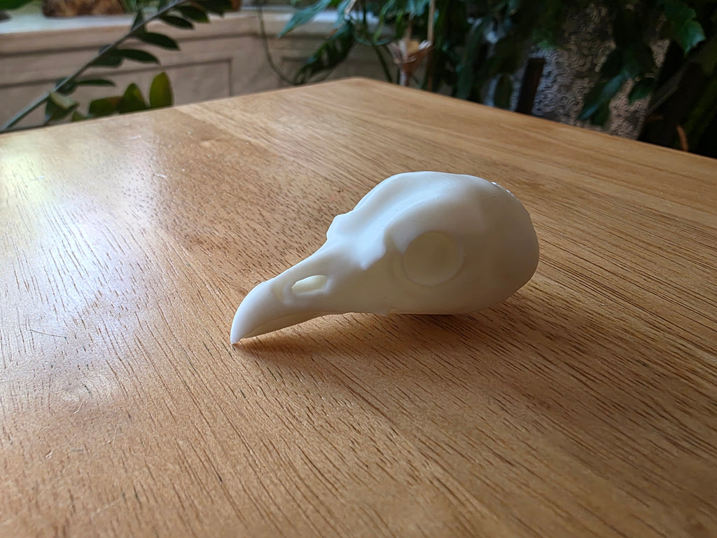 Kragenhuhn Kopf Präparat-Optik