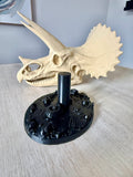 Triceratops Schädel mit Fossil-Ständer