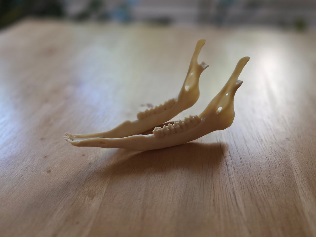 Hirschschädel Replik Wanddeko Variante 34
