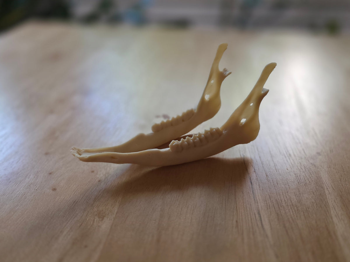 Hirschschädel Replik Wanddeko Variante 34