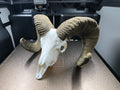 Dickhornschaf Mini Replik