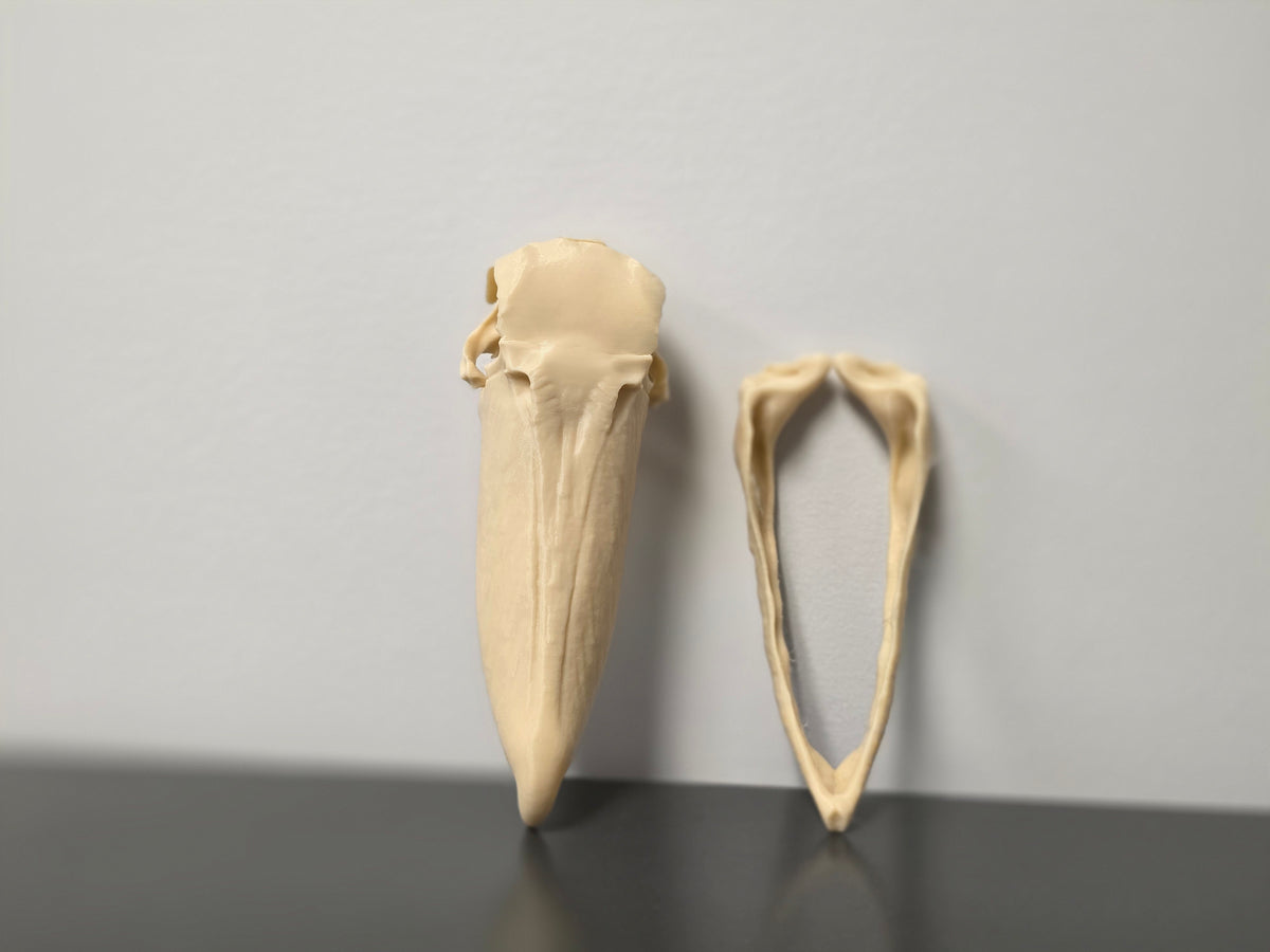 Schuhschnabel Schädel Replik zweiteilig
