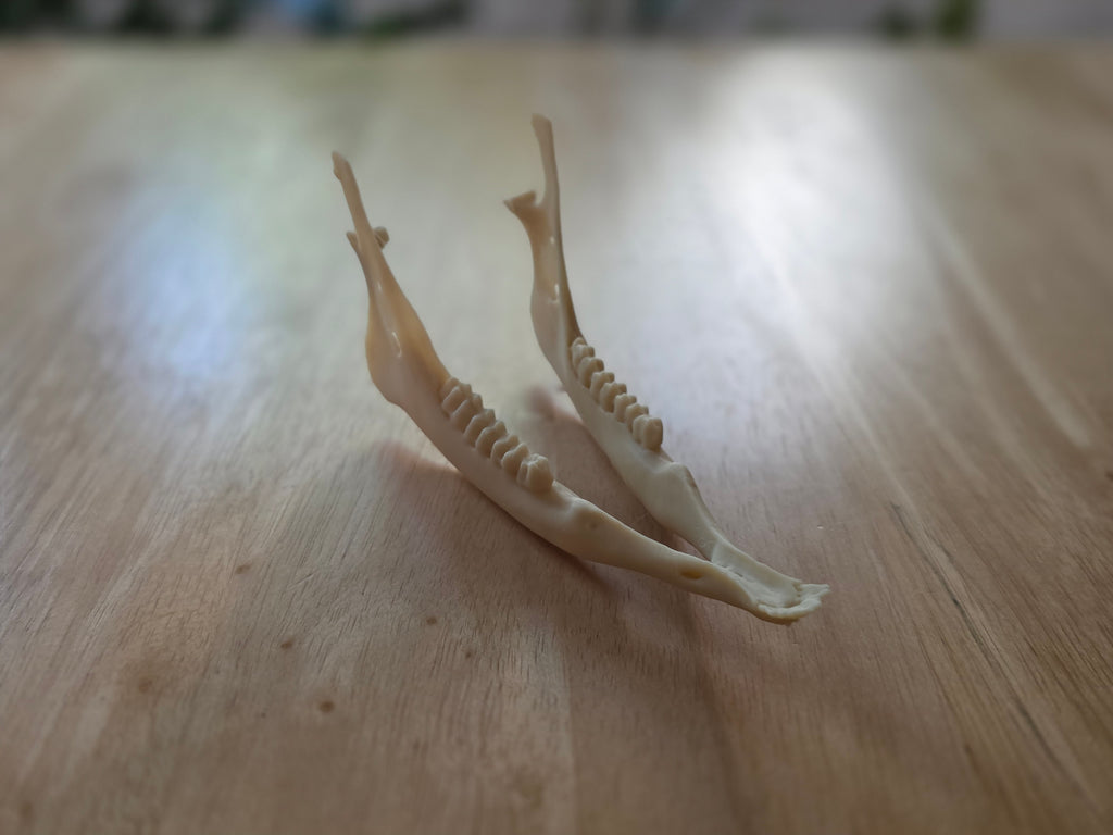 Hirschschädel Replik Wanddeko Variante 34